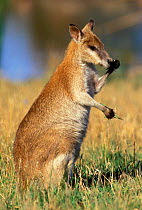 Agile Wallaby {Macropus agilis} standing and eating, Northern Territory, Australia.