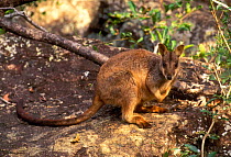 Allied Rock Wallaby {Petrogale assimilis} Queensland, Australia.