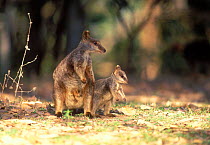Allied Rock-Wallaby {Petrogale assimilis} female and joey, Queensland, Australia.
