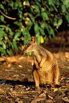 Allied Rock-Wallaby {Petrogale assimilis} Queensland, Australia.