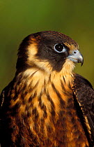 Australian Hobby {Falco longipennis} head portrait, Tasmania, Australia.