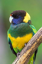 Australian Ringneck / Port Lincoln Parrot {Barnadius zonarius} western Australia.