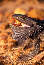 Inland Bearded Dragon {Pogona vitticeps} head profile with mouth open, Queensland, Australia.