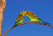 Budgerigar {Melopsittacus undulatus} courtship behaviour, Northern Territory, Australia.