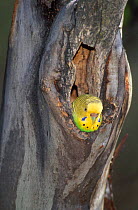 Budgerigar {Melopsittacus undulatus} adult looking out of nest hole, Northern Territory, Australia.