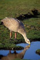 Cape barren goose / Cereopsis goose {Cereopsis novaehollandiae} drinking, Maria Island, Tasmania, Australia.