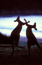 Silhouette of Eastern Grey Kangaroo {Macropus giganteus} males boxing, New South Wales, Australia.