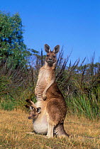 Eastern Grey Kangaroo (Forester) {Macropus giganteus} female with joey in pouch, Tasmania, Australia.