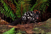 Eastern Quoll {Dasyurus viverrinus} dark phase, Tasmania, Australia.