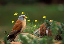 Lesser Kestrel {Falco naumanni} perching on rocks, Spain.