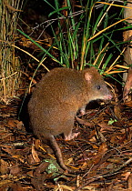 Rear view of Long footed Potoroo {Potorous longipes} Victoria, Australia. Endangered species.