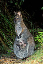 Bennett's wallaby {Macropus rufogriseus rufogriseus} Tasmanian subspecies of Red necked wallaby, female with joey in pouch, Tasmania, Australia.