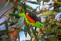 Red winged Parrot {Aprosmictus erythropterus} hanging onto branch, Northern Territory, Australia.