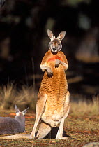 Male Red kangaroo {Macropus rufus} New South Wales, Australia.