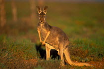 Red Kangaroo {Macropus rufus} female, South Australia.