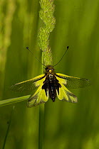 Owlfly {Lobelliodes coccajus} perching on grass, France.