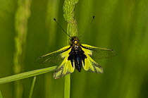 Owlfly {Libelloides coccajus} perching on grass, France.