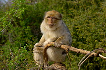 Barbary macaque / ape {Macaca sylvanus} captive