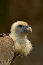 European Griffon Vulture {Gyps fulvus} France.