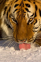 Siberian Tiger {Panthera tigris altaica} eating snow, captive, USA.
