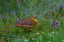 Yellowhammer {Emberiza citrinella} male on dew covered grass, UK.