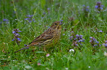Yellowhammer {Emberiza citrinella} male on dew covered grass, UK.