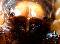 Scorpion {Opistophthalmus karrooensis} close-up of eyes and mouthparts, Oudtshoorn, Little Karoo, South Africa.