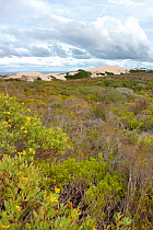 Fynbos with dunes in background, DeHoop Nature Reserve, Western Cape, South Africa.