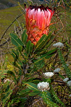 Protea flower, Swartberg Mountains, Little Karoo South Africa.