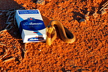 Juvenile Cape Cobra {Naja nivea} with cigarette packet for scale, Oudtshoorn, Little Karoo, South Africa.