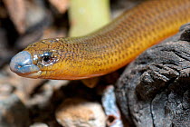 Cape Legless Skink {Acontias meleagris}  Oudtshoorn, Little Karoo, South Africa. Note enlarged rostral scale especially adapted for burrowing.