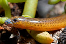 Cape Legless Skink {Acontias meleagris} head profile, Oudtshoorn, Little Karoo, South Africa. Note enlarged rostral scale especially adapted for burrowing.