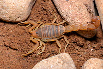 Scorpion {Parabuthus granulatus} Oudtshoorn, Little Karoo. South Africa's most venomous scorpion.