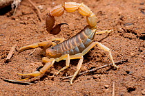 Scorpion {Parabuthus granulatus} -  South Africa's most venomous scorpion, Oudtshoorn, Little Karoo, South Africa.
