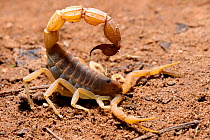 Scorpion {Parabuthus granulatus} profile of South Africa's most venomous scorpion in attacking position, Oudtshoorn, Little Karoo, South Africa.