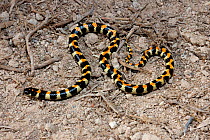 Spotted harlequin snake {Homeroselaps lacteus} hatchling. DeHoop Nature reserve, Western Cape, South Africa.