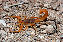 Scorpion {Parabuthus capensis} juvenile about 2cm in length, DeHoop Nature reserve, Western Cape, South Africa.