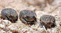 Three Rain frogs {Breviceps montanus} DeHoop Nature reserve, Western Cape, South Africa.