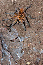 Cape orange baboon spider {Harpactira cafreriana}  freshly moulted next to silken burrow, DeHoop Nature Reserve, Western Cape, South Africa. Note  old skin remnants at bottom of picture.