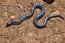 Sundevall's shovel snout snake {Prosyma sundevalli} juvenile, DeHoop Nature Reserve, Western Cape, South Africa.