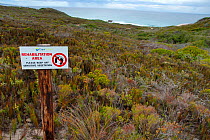 Recovery of fynbos vegetation, DeHoop Nature Reserve, Western Cape, South Africa.