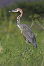 Goliath Heron {Ardea goliath} standing in reeds, Kenya.