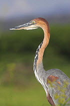 Goliath Heron {Ardea goliath} head and beeak profile, Kenya.
