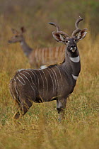 Lesser Kudu {Tragelaphus imberbis} male in grassland, Tsavo, Kenya.