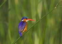 Malachite Kingfisher {Alcedo cristata} perching on reed, Lake Baringo, Kenya.