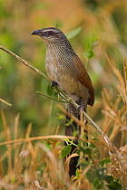 White-browed Coucal {Centropus supercilious} adult perching amongst grass, Tsavo, Kenya.