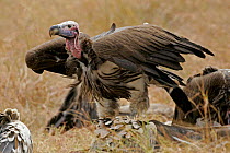 Nubian / Lappet faced Vulture {Torgos tracheliotus} adult, Masai Mara, Kenya.