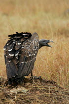 Ruppels Vulture hissing {Gyps rueppellii} Masai Mara, Kenya.