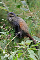 Golden Monkey {Cercopithecus mitis kandti} adult, Parc National des Volcans, Rwanda.