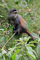 Golden Monkey {Cercopithecus mitis kandti} adult amongst vegetation, Parc National des Volcans, Rwanda.
